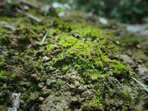 青苔形成|藓類植物門